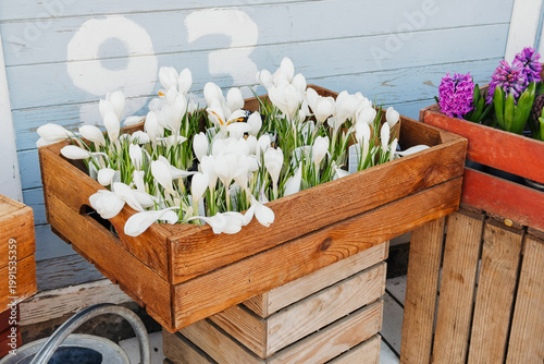 Foto Fresh white crocus and vibrant purple hyacinth plants blossom brightly in rustic