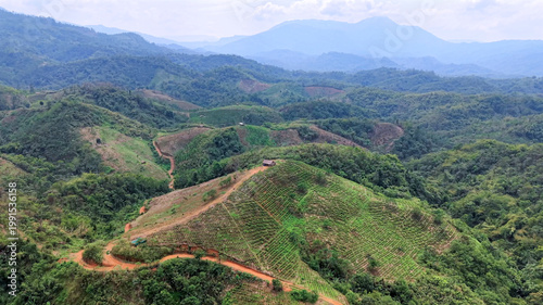 An aerial view of cultivated hills in Nagaland, India, where patterned plantations spread across slopes, intersected by winding dirt roads and surrounded by dense forest