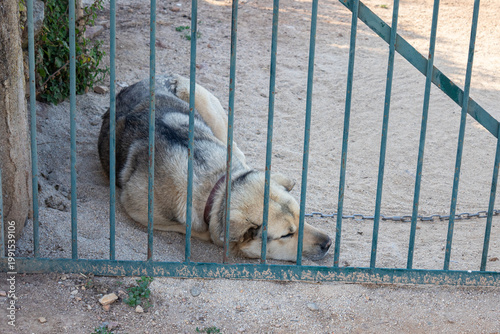 Εκτύπωση καμβά Chained dog lying behind metal gate in rural yard
