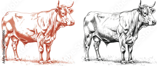 Hand drawn dairy cow engraving illustration set vintage farm cattle sketch rural livestock agriculture animal line art collection