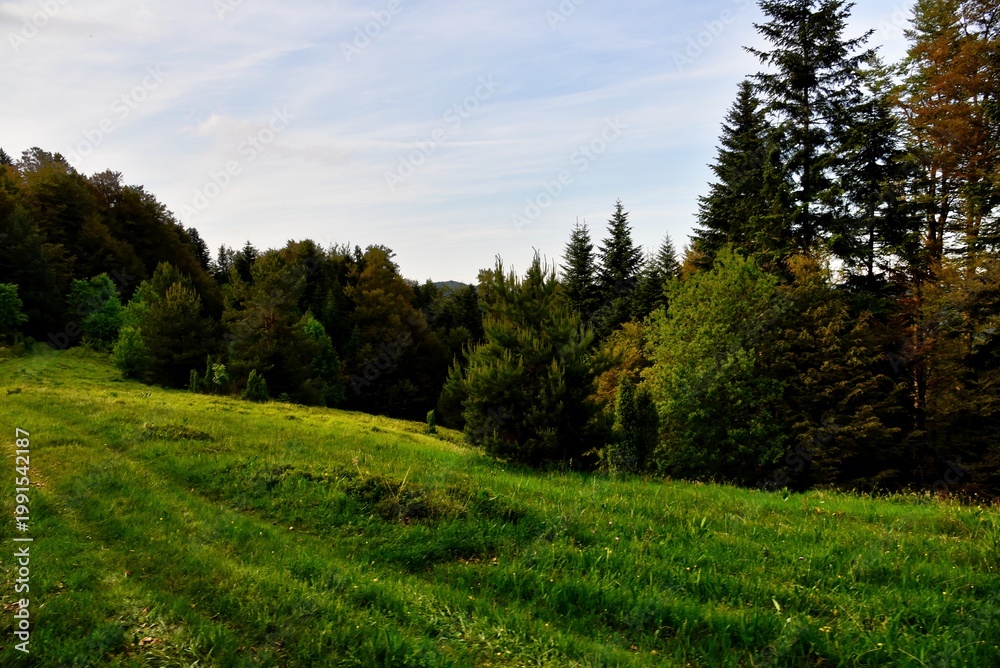 Fototapeta premium Colorful Wild Forest in Spring with Fresh Leaves and Bright Light.