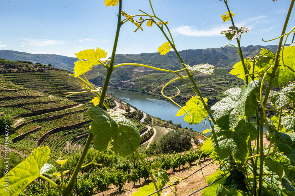 Fototapeta premium Douro Valley vineyards and river framed by grape leaves in Portugal
