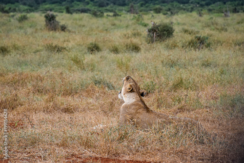Canvas Print Lioness (Panthera leo) resting and looking up in African savanna