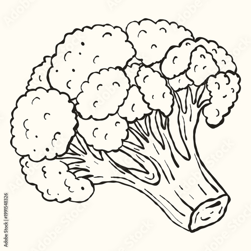 Cauliflower Head Vegetable, Hand-Drawn Etched Illustration for Vegan Recipe and Plant-Based Diet