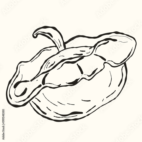 Summer Squash Vegetable, Hand-Drawn Sketch for Organic Gardening and Harvest Festival