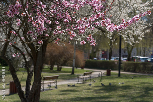 SPRING TIME - Trees blooming with colorful flowers in the city park