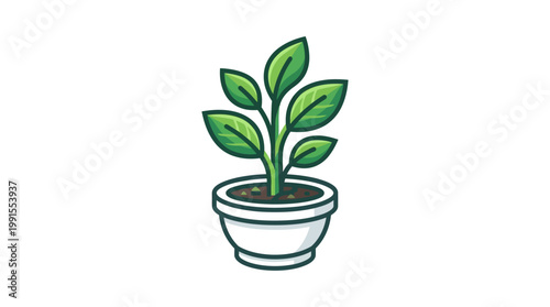 Small green plant in pot.