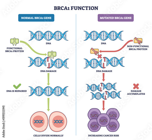 BRCA1 function outline comparing normal and mutated pathways, shows DNA helices, BRCA1 protein, and cancer cells, concept, DNA repair vs damage accumulation. Outline diagram