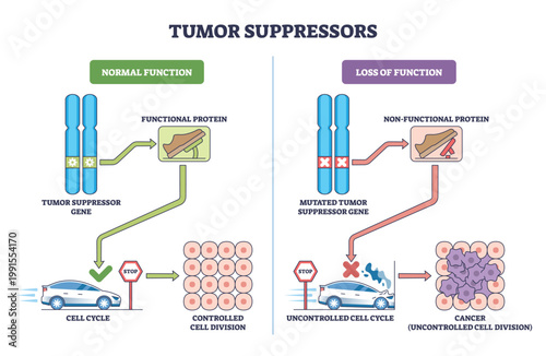 Tumor suppressors brief diagram shows genes as brakes, chromosomes, brake-pedal protein, and cell-cycle car contrast controlled division with cancer growth. Outline diagram
