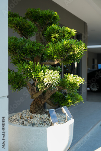 Podocarpus polystachyus is a medium-sized evergreen tree, planted as an ornamental tree in potted gardens and along fences.