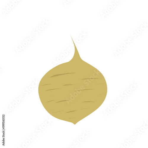 Flat design of jicama. Vector of jicama tuber. Jicama illustration. Healthy food. Fresh jicama