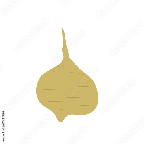 Flat design of jicama. Vector of jicama tuber. Jicama illustration. Healthy food. Fresh jicama