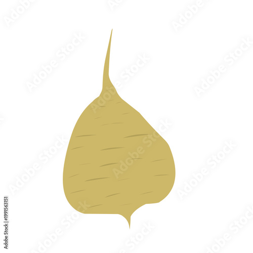 Flat design of jicama. Vector of jicama tuber. Jicama illustration. Healthy food. Fresh jicama