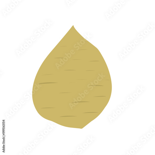 Flat design of jicama. Vector of jicama tuber. Jicama illustration. Healthy food. Fresh jicama