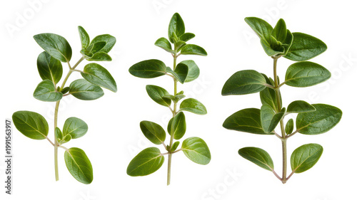 Three fresh green oregano herb sprigs with detailed leaves on a plain white isolated background