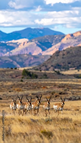 Pronghorn Antelope Herd Wildlife Photography Golden Brown Running Toward Camera Across Prairie Landscape With Majestic Mountains Background