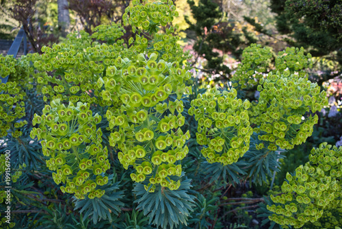 Wolfsmilch, Euphorbia