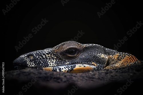 Tablou pe pânză Close up of a beautiful Lace Monitor in a New South Wales national park