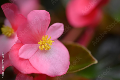 Pink begonia flowers with delicate petals, captured in warm sunlight with a blurred floral background, highlighting vibrant color and gentle garden beauty.