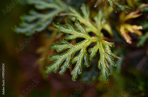 Macro view of a fern-like clubmoss branch with intricate green textures, delicate leaf patterns, and soft blurred natural background.