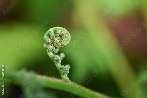 A macro photo shows a coiled, young green fern frond or fiddlehead with fine, reddish-brown hairs and tiny unfurling pinnae. The background is a soft, out-of-focus mix of green and maroon foliage.