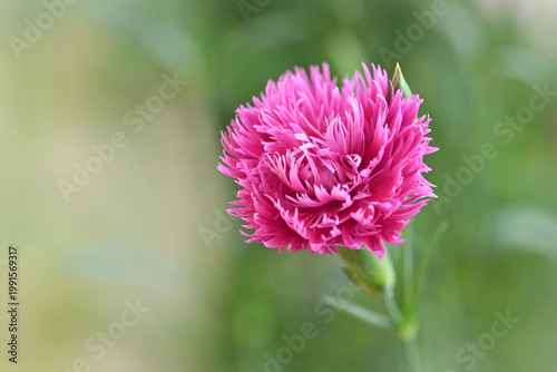 Soft cluster of pink dianthus flowers in bloom, delicate fringed petals with subtle patterns against a blurred green background.