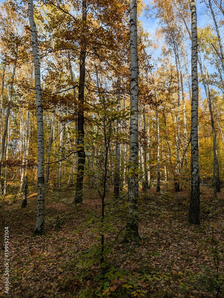 Fototapeta premium Golden Birch Trees in Czech Autumn Forest