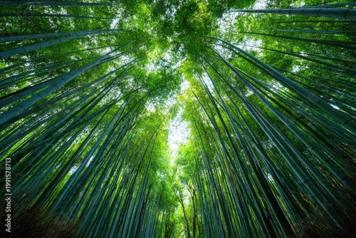 A breathtaking upward view showcases a dense bamboo forest, with sunlight filtering through the towering stalks, creating a serene and immersive natural scene.