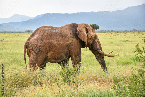 Canvas Print African elephant (Loxodonta africana) walking in savanna grassland