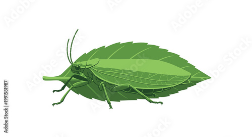Green insect camouflaged on a leaf against a white background illustration