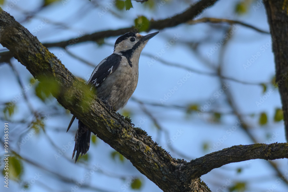 Fototapeta premium great spotted woodpecker on tree