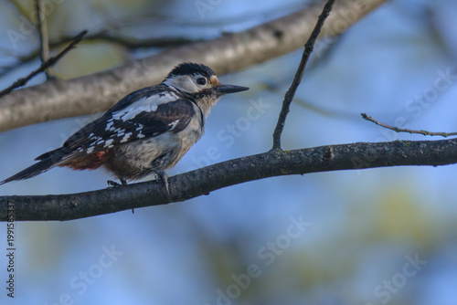great spotted woodpecker in the wood