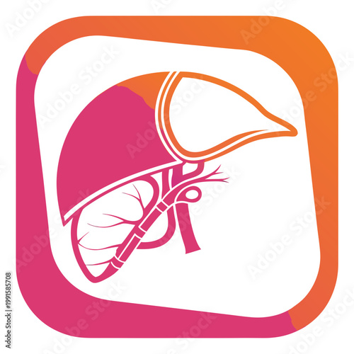 Liver organ diagram with medical colors.