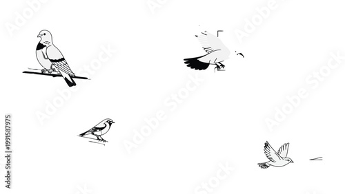 Whimsical Bird Sketch Collection: A delicate monochrome illustration, showcasing various bird species in graceful poses, ideal for conveying a sense of freedom and serenity.