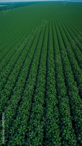 Vibrant green crop fields agricultural landscape aerial view nature's bounty lush environment sustainable farming