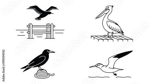 Feathered Companions: Simple yet elegant, black and white line art illustrations of diverse avian creatures, evoking the grace and freedom of the skies.