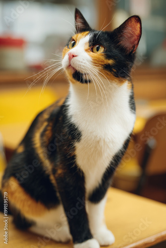 celebrate international cat day with minimalist portrait of adorable cat against clean ultrabright background