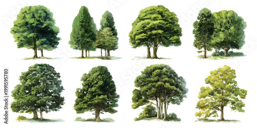 Watercolor trees woodland timber foliage canopies landscape architecture plan elements, isolated on transparent background