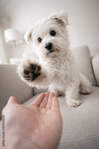 Niedlicher kleiner weißer Hund gibt seinem Besitzer die Pfote