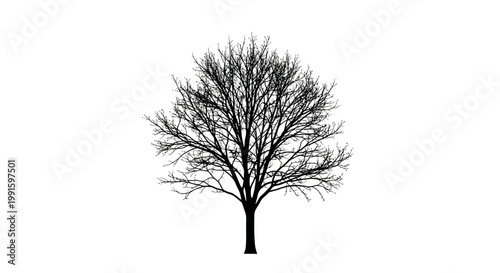 Bare tree with no leaves standing.