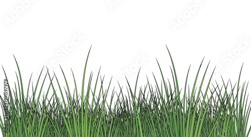 Green grass blades isolated on white.