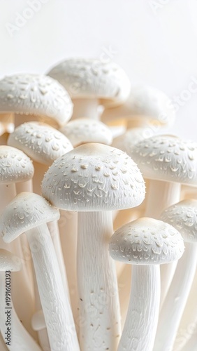 Group of white mushrooms, close-up, against white