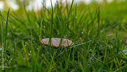 Pilz im nassem Gras
