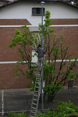 potatura alberi giardinaggio pianta 