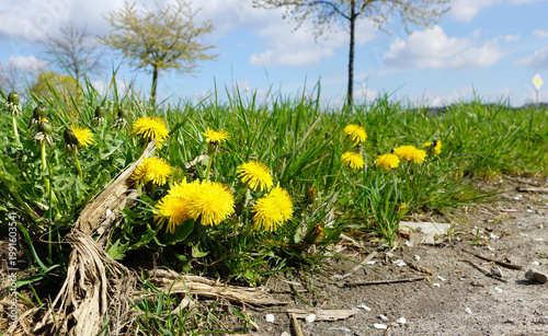 Löwenzahn am Straßenrand