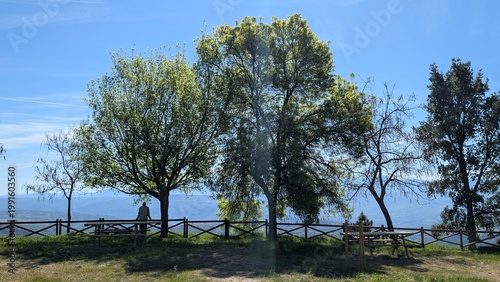 trees in the field