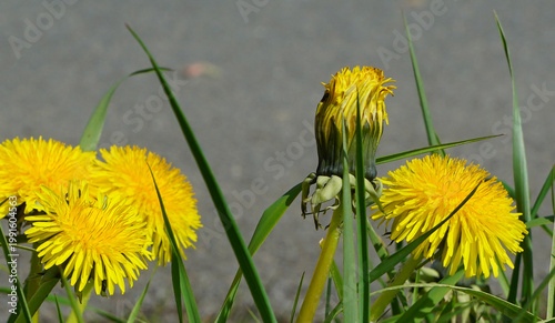 Löwenzahn am Straßenrand