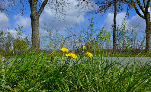 Löwenzahn am Straßenrand