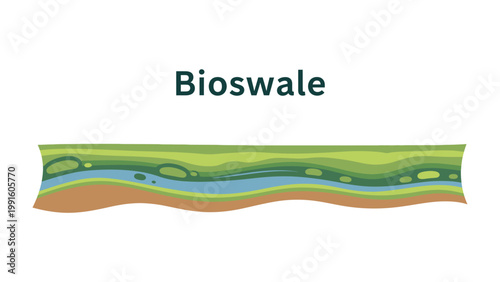 Bioswale Illustration: A graphic representation of a bioswale, highlighting its design and function in water management. It is a visual guide for sustainable landscapes and environmental solutions.