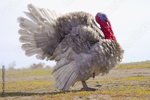Domestic turkey with spread feathers standing outdoors on farm, side view. Poultry bird in rural environment, natural light, agriculture concept.